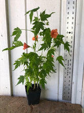 Load image into Gallery viewer, Abutilon Variegated Salmon Pint Plant Southern Flower Garden Southern Flower Garden