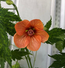 Load image into Gallery viewer, Abutilon Variegated Salmon Pint Plant Southern Flower Garden Southern Flower Garden