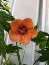 Load image into Gallery viewer, Abutilon Variegated Salmon Pint Plant Southern Flower Garden Southern Flower Garden