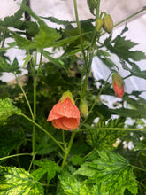 Load image into Gallery viewer, Abutilon Variegated Salmon Pint Plant Southern Flower Garden Southern Flower Garden