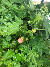 Load image into Gallery viewer, Abutilon Variegated Salmon Pint Plant Southern Flower Garden Southern Flower Garden