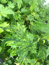 Load image into Gallery viewer, Abutilon Variegated Salmon Pint Plant Southern Flower Garden Southern Flower Garden