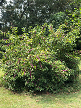 Load image into Gallery viewer, Beauty Berry Bush Callicarpa americana, French Mulberry Pint Plant**AVAILABLE SPRING 2023** Southern Flower Garden Southern Flower Garden