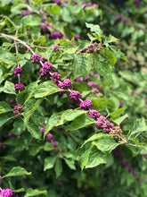 Load image into Gallery viewer, Beauty Berry Bush Callicarpa americana, French Mulberry Pint Plant**AVAILABLE SPRING 2023** Southern Flower Garden Southern Flower Garden