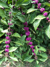 Load image into Gallery viewer, Beauty Berry Bush Callicarpa americana, French Mulberry Pint Plant**AVAILABLE SPRING 2023** Southern Flower Garden Southern Flower Garden
