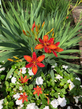 Load image into Gallery viewer, Blackberry Lily or Belamcanda chinensis 10 Seeds Southern Flower Garden Southern Flower Garden