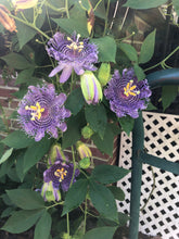 Load image into Gallery viewer, Passiflora Blue Velvet Passion Flower Vine Southern Flower Garden Southern Flower Garden