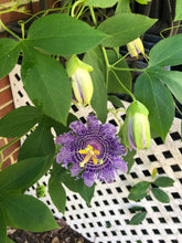 Load image into Gallery viewer, Passiflora Blue Velvet Passion Flower Vine Southern Flower Garden Southern Flower Garden