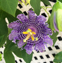 Load image into Gallery viewer, Passiflora Blue Velvet Passion Flower Vine Southern Flower Garden Southern Flower Garden