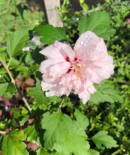 Load image into Gallery viewer, Blushing Bride Rose of Sharon Pint Plant Southern Flower Garden Southern Flower Garden