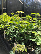 Load image into Gallery viewer, Akebia quinata Chocolate Vine Pint Plant Southern Flower Garden Southern Flower Garden