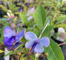 Load image into Gallery viewer, Blue Wings or Blue Butterfly Clerodendrum Ugandense pint plant*DORMANT* Southern Flower Garden Southern Flower Garden