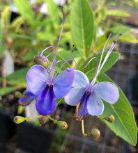 Load image into Gallery viewer, Blue Wings or Blue Butterfly Clerodendrum Ugandense pint plant*DORMANT* Southern Flower Garden Southern Flower Garden