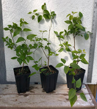 Load image into Gallery viewer, Plants Royal Trumpet Vine or Distictis Rivers, Bignonia Riversi Pint Plant Southern Flower Garden Southern Flower Garden