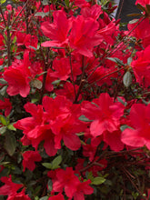Load image into Gallery viewer, Azalea Flame Pint Plant Southern Flower Garden Southern Flower Garden