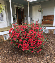 Load image into Gallery viewer, Azalea Flame Pint Plant Southern Flower Garden Southern Flower Garden