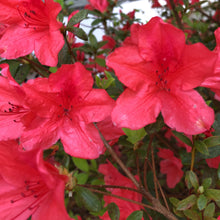 Load image into Gallery viewer, Azalea Flame Pint Plant Southern Flower Garden Southern Flower Garden