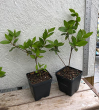 Load image into Gallery viewer, Azalea Flame Pint Plant Southern Flower Garden Southern Flower Garden