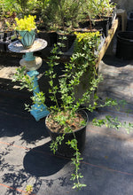 Load image into Gallery viewer, Home & Garden Jasminum floridum Florida Yellow Jasmine Pint Plant Southern Flower Garden Southern Flower Garden