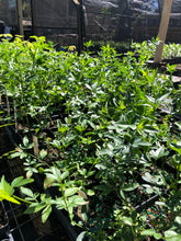 Load image into Gallery viewer, Home & Garden Jasminum floridum Florida Yellow Jasmine Pint Plant Southern Flower Garden Southern Flower Garden