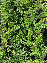 Load image into Gallery viewer, Home & Garden Jasminum floridum Florida Yellow Jasmine Pint Plant Southern Flower Garden Southern Flower Garden
