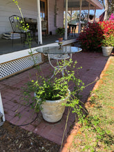 Load image into Gallery viewer, Home & Garden Jasminum floridum Florida Yellow Jasmine Pint Plant Southern Flower Garden Southern Flower Garden