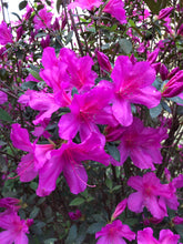 Load image into Gallery viewer, Azalea Formosa Purple (Rhododendron) Pint Plant Southern Flower Garden Southern Flower Garden