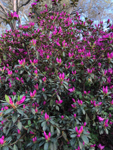 Load image into Gallery viewer, Azalea Formosa Purple (Rhododendron) Pint Plant Southern Flower Garden Southern Flower Garden