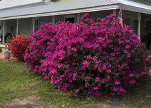 Load image into Gallery viewer, Azalea Formosa Purple (Rhododendron) Pint Plant Southern Flower Garden Southern Flower Garden