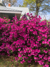 Load image into Gallery viewer, Azalea Formosa Purple (Rhododendron) Pint Plant Southern Flower Garden Southern Flower Garden