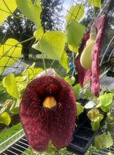 Load image into Gallery viewer, Aristolochia gigantea Dutchmans Pipevine Pint Plant **AVAILABLE SPRING 2023** Southern Flower Garden Southern Flower Garden