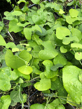 Load image into Gallery viewer, Aristolochia gigantea Dutchmans Pipevine Pint Plant **AVAILABLE SPRING 2023** Southern Flower Garden Southern Flower Garden