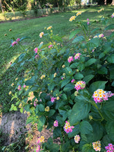 Load image into Gallery viewer, Lantana camara Ham and Eggs Pint Plant Southern Flower Garden Southern Flower Garden