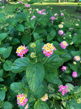 Load image into Gallery viewer, Lantana camara Ham and Eggs Pint Plant Southern Flower Garden Southern Flower Garden