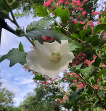 Load image into Gallery viewer, Diana Hibiscus syriacus white Rose of Sharon Plant Southern Flower Garden Southern Flower Garden