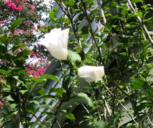 Load image into Gallery viewer, Diana Hibiscus syriacus white Rose of Sharon Plant Southern Flower Garden Southern Flower Garden