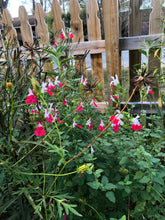 Load image into Gallery viewer, Hot Lips Salvia or Salvia microphylla Pint Plant**AVAILABLE SPRING 2023** Southern Flower Garden Southern Flower Garden