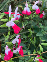 Load image into Gallery viewer, Hot Lips Salvia or Salvia microphylla Pint Plant**AVAILABLE SPRING 2023** Southern Flower Garden Southern Flower Garden