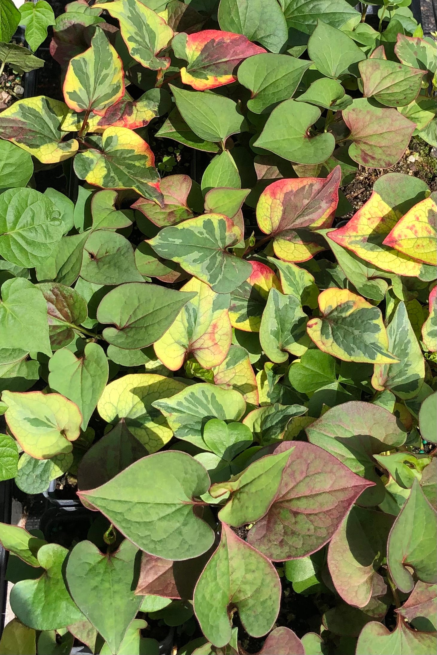 Houttuynia cordata Chameleon Pint Plant