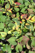Load image into Gallery viewer, Houttuynia cordata Chameleon Pint Plant Southern Flower Garden Southern Flower Garden
