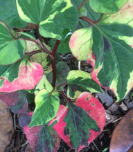 Load image into Gallery viewer, Houttuynia cordata Chameleon Pint Plant Southern Flower Garden Southern Flower Garden