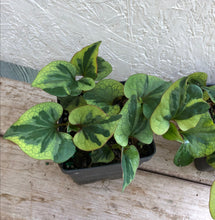 Load image into Gallery viewer, Houttuynia cordata Chameleon Pint Plant Southern Flower Garden Southern Flower Garden