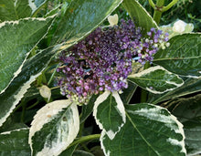 Load image into Gallery viewer, Hydrangea Silver lacecap or Hydrangea macrophylla Variegated Quart Plant**DORMANT** Southern Flower Garden Southern Flower Garden