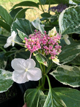 Load image into Gallery viewer, Hydrangea Silver lacecap or Hydrangea macrophylla Variegated Quart Plant**DORMANT** Southern Flower Garden Southern Flower Garden