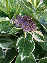 Load image into Gallery viewer, Hydrangea Silver lacecap or Hydrangea macrophylla Variegated Quart Plant**DORMANT** Southern Flower Garden Southern Flower Garden