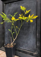 Load image into Gallery viewer, Home & Garden Jasmine humile or Italian Jasmine Quart Plant Southern Flower Garden Southern Flower Garden