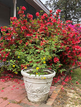 Load image into Gallery viewer, Home & Garden Jasmine humile or Italian Jasmine Quart Plant Southern Flower Garden Southern Flower Garden