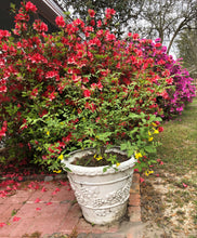 Load image into Gallery viewer, Home & Garden Jasmine humile or Italian Jasmine Quart Plant Southern Flower Garden Southern Flower Garden