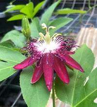 Load image into Gallery viewer, Passiflora Lady Margaret Fragrant Passion Flower Vine 3 inch potted plant Southern Flower Garden Southern Flower Garden