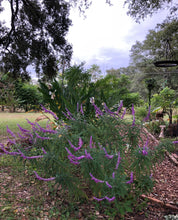 Load image into Gallery viewer, Salvia leucantha Mexican Sage Pint Plant**AVAILABLE SPRING 2023** Southern Flower Garden Southern Flower Garden